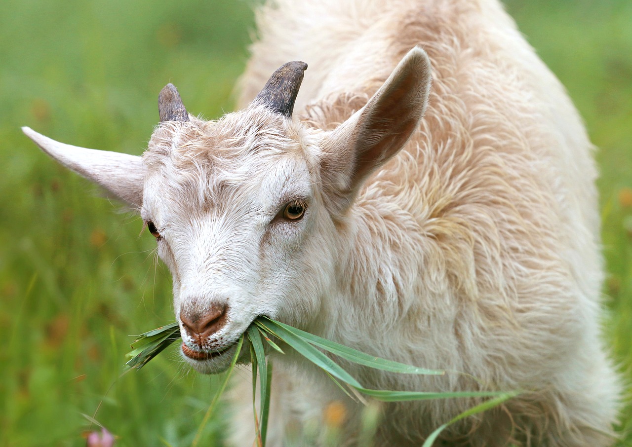 «Музей козы» появится в Самаре