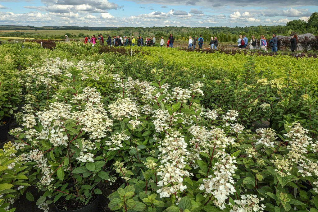 Застройщики ознакомятся с крупнейшим питомником растений Нижегородской области - фото 3