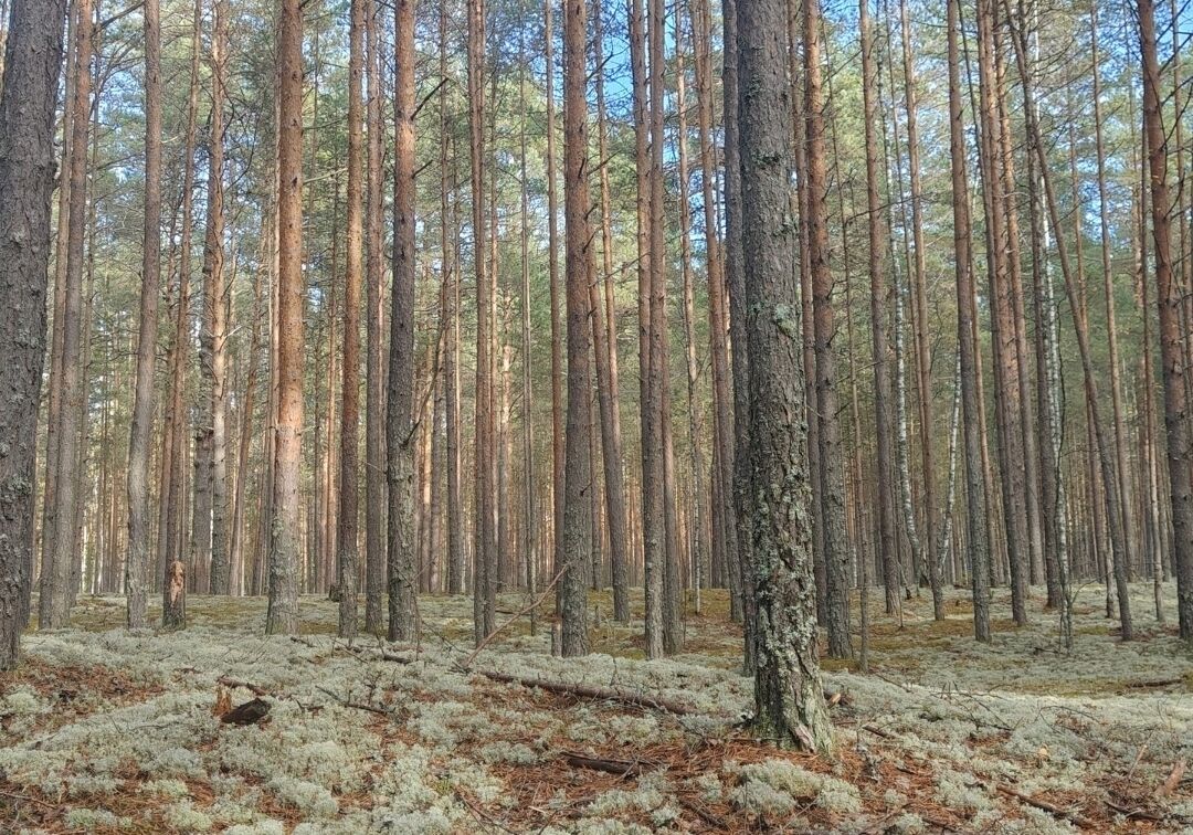 Площадь лесов Нижегородской области увеличится на 334 га - фото 1