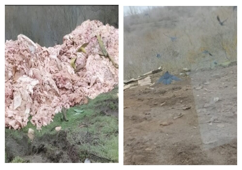 Ростовское предприятие оштрафовали за биоотходы на земельных участках - фото 1