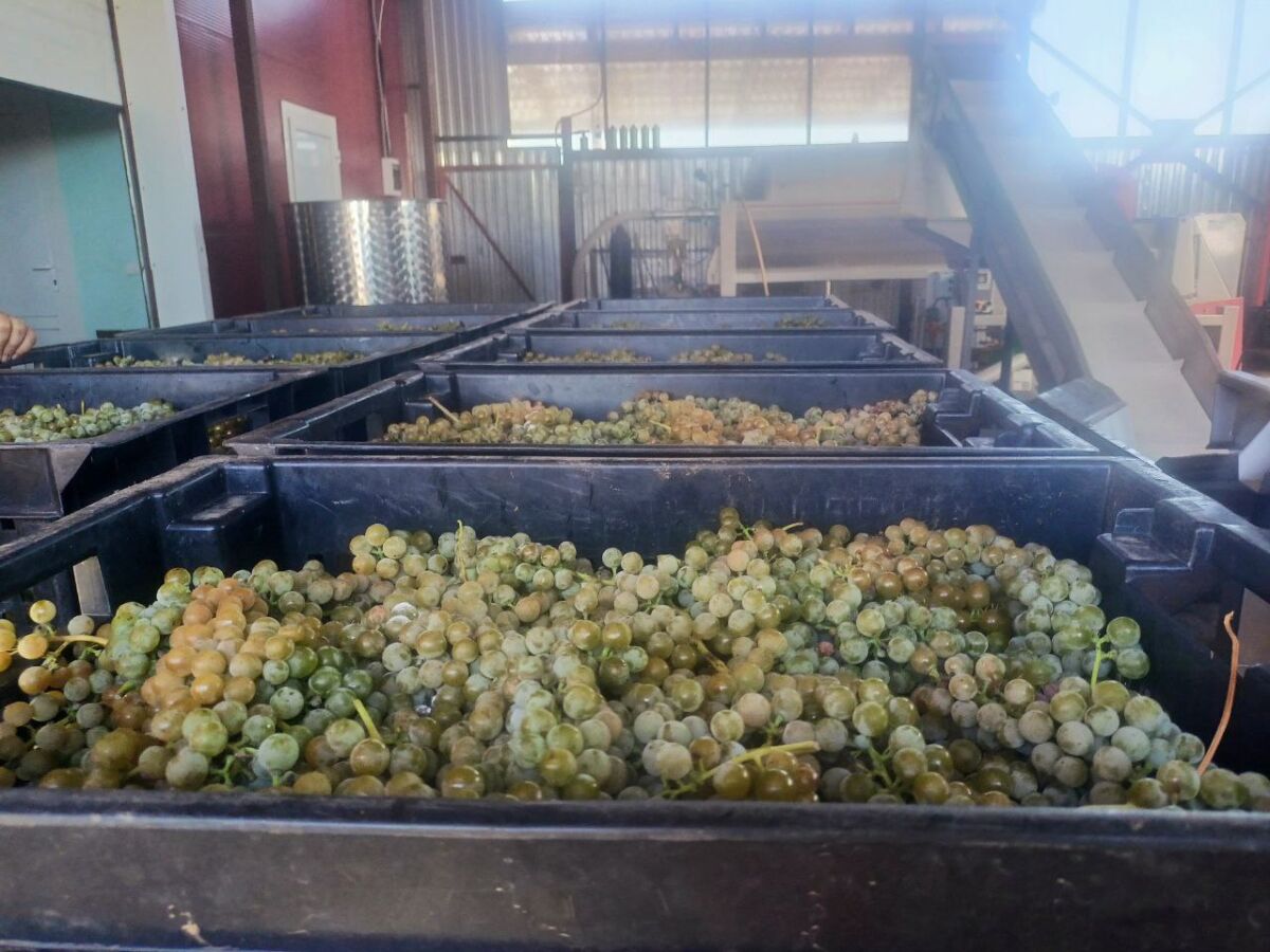 Дегустация и ночлег: винодельни Дона стали центрами притяжения туристов - фото 2